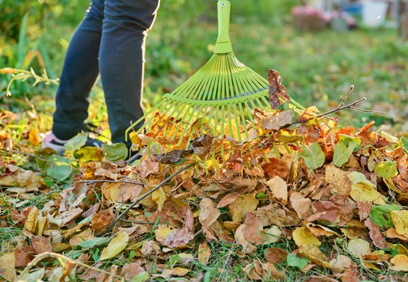 leaf cleanup lawn care