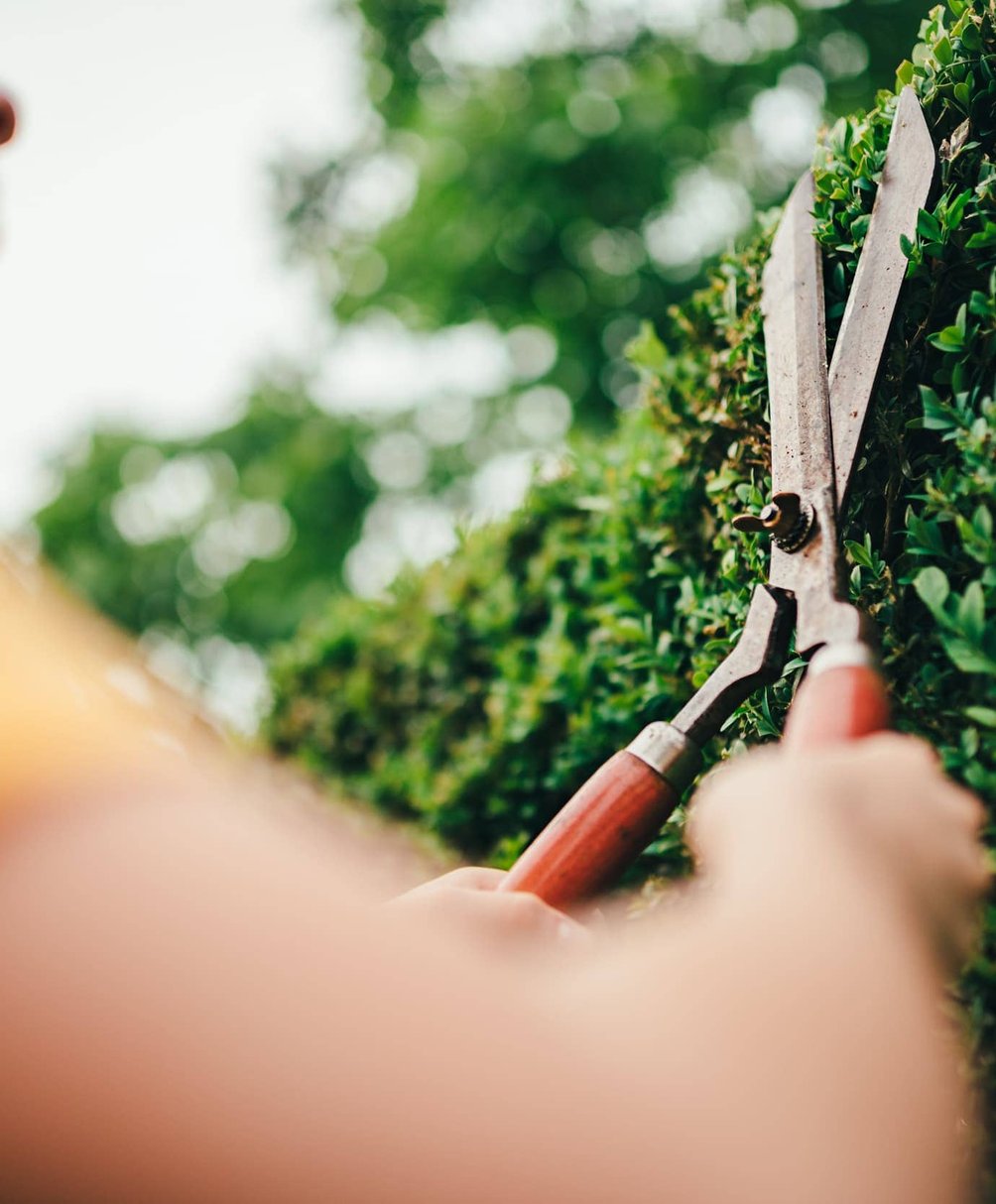 hedge trimming service in Kansas City KS