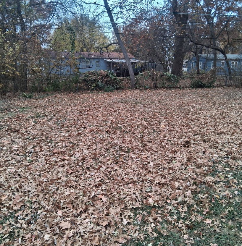 yard cleanup service